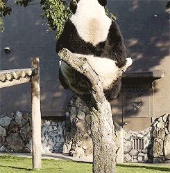 Панда падает с дерева