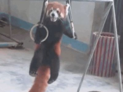 Красная панда на кольцах