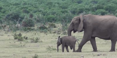 Семья слонов встречается после разлуки