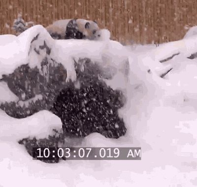 Панда смешно падает в снег