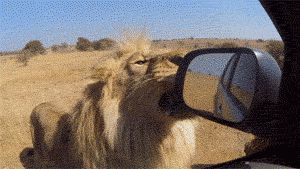 Лев ломает зеркало