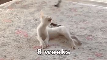 Котёнок-инвалид учится ходить