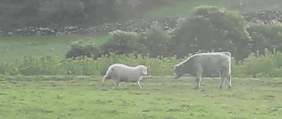 Смелая овечка атакует быка