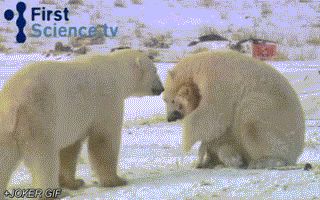 Медвежьи ласки