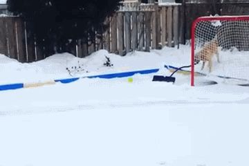 Собака помогает с уборкой снега