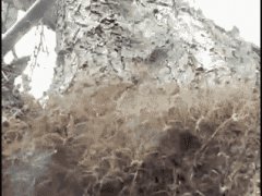 Лавина пауков