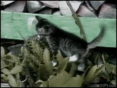 Котенок и кактус
