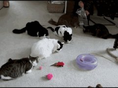 Распугала всех кошек