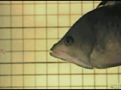 Рыба с губами