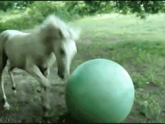 Лошадь и мяч