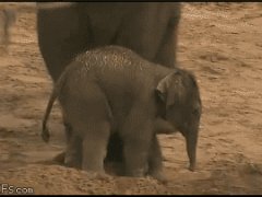Пнул слоненка