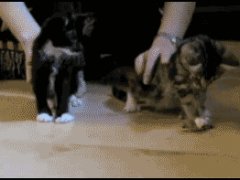 Падающие кошки
