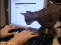 Кошка на клавиатуре