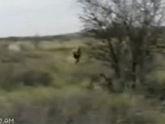 Лев нападает на человека