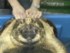 Кусачая черепаха