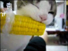 Кошка любит кукурузу