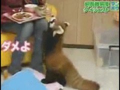 Домашняя красная панда