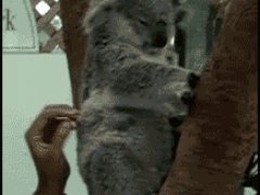Ушки коалы