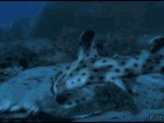 Подводное чудовище