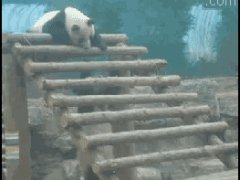 Панда прикололась