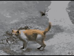 Кошка игнорирует птицу
