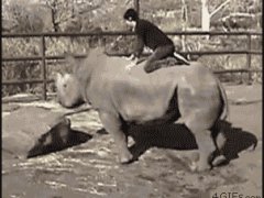 Родео на носороге