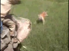 Тигр нападает на человека