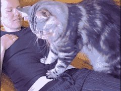 Большая кошка делает массаж