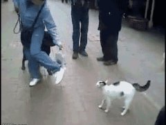 Атакующая кошка