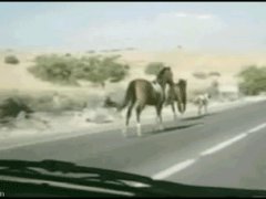 Лошадь перескочила через автомобиль