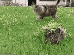 Замаскированная под траву кошка
