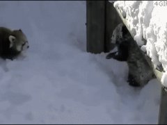 Красные панды в снегу