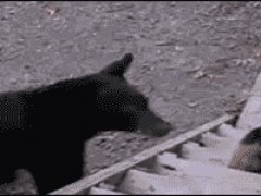 Кошка на побоялась медведя