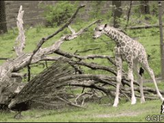 Павлин напугал маленького жирафа
