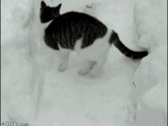 Кошка зарылась в снег