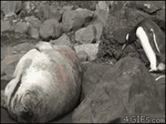 Пингвин разбудил тюленя