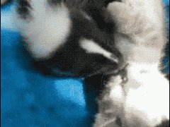 Скунс целует котёнка