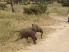 Пробегающий слоненок