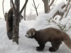 Три красные панды