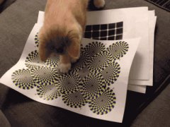 Кошка реагирует на иллюзию