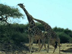 Как дерутся жирафы