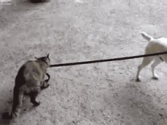 Кошка ведёт собаку домой