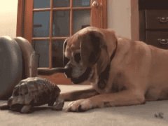 Черепаха укусила собаку