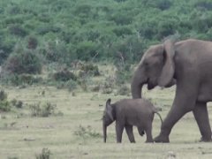 Семья слонов встречается после разлуки
