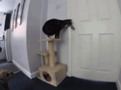 Кошка открывает дверь, чтобы выйти