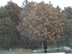 Отряхивание дерева от пыльцы