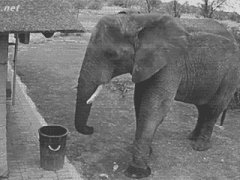 Слон подбирает мусор