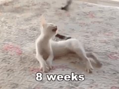Котёнок-инвалид учится ходить