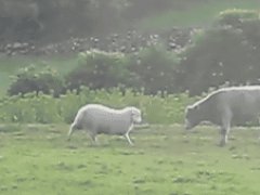 Смелая овечка атакует быка