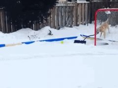 Собака помогает с уборкой снега
